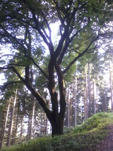Einer der ältesten Bäume in der Umgebung. Wahrscheinlich war er wegen seines Wuchses nicht interessant für die Verarbeitung zu Holzkohle oder markierte eine Grenze.