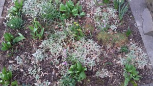 Blumen vor unserer Tür